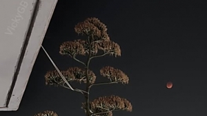 Tο ματωμένο φεγγάρι