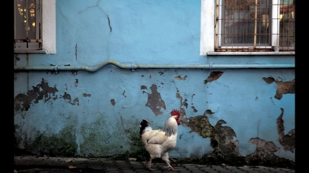 &Gamma;&kappa;&rho;ί&nu;&iota;&alpha; - &Sigma;&tau;ή&beta;&epsilon;&nu; &Alpha;&beta;&rho;&alpha;&mu;ί&delta;&eta;&sigmaf;