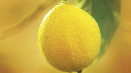 Ά&rho;&omega;&mu;&alpha; &Lambda;&epsilon;&mu;ό&nu;&iota; - &Alpha;&nu;&tau;&iota;&gamma;ό&nu;&eta; &Pi;ό&mu;&mu;&epsilon;&rho;