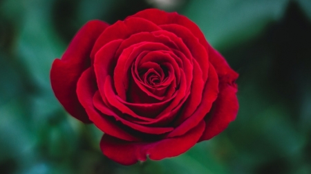 &Rho;ό&zeta;&alpha; &Mu;&pi;ά&nu;&kappa;&sigma;&iota;&alpha; - Έ&lambda;&sigma;&alpha; &Phi;&alpha;&rho;&alpha;&zeta;ή